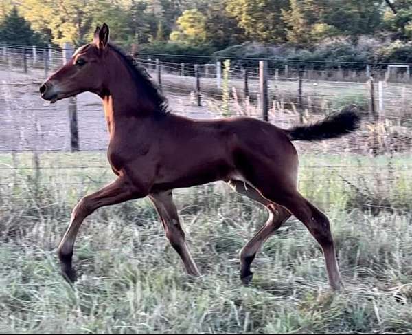 mid-west-dutch-warmblood-horse