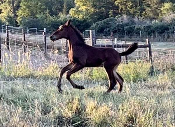 brown-dutch-warmblood-colt