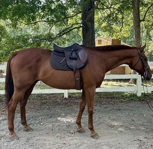 dressage-thoroughbred-horse