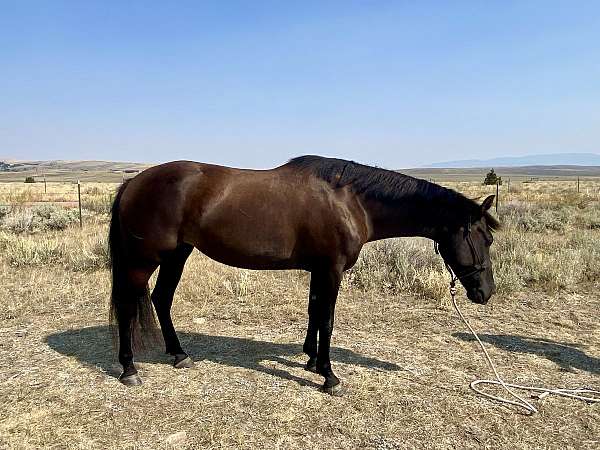 black-vaquero-horse