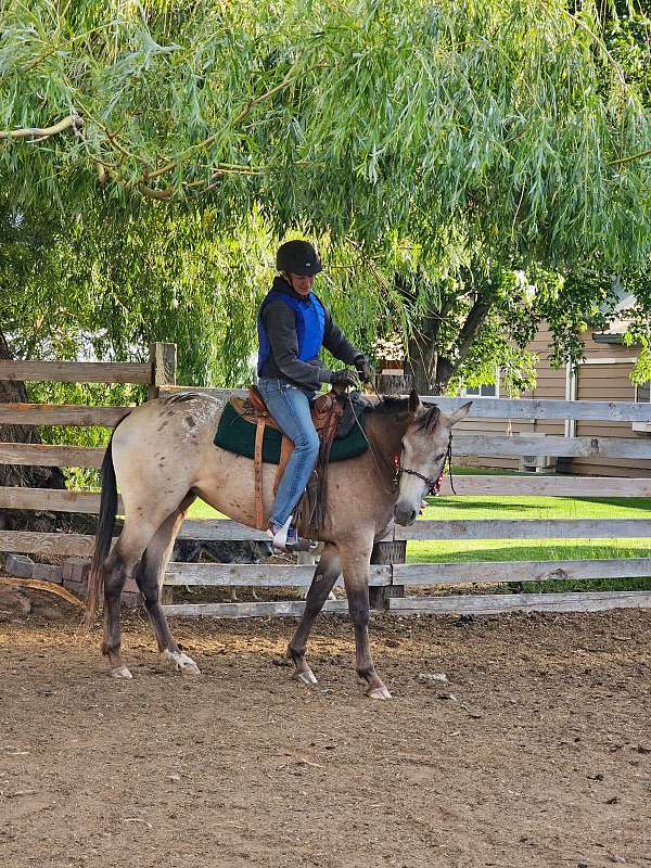 doing-well-appaloosa-horse