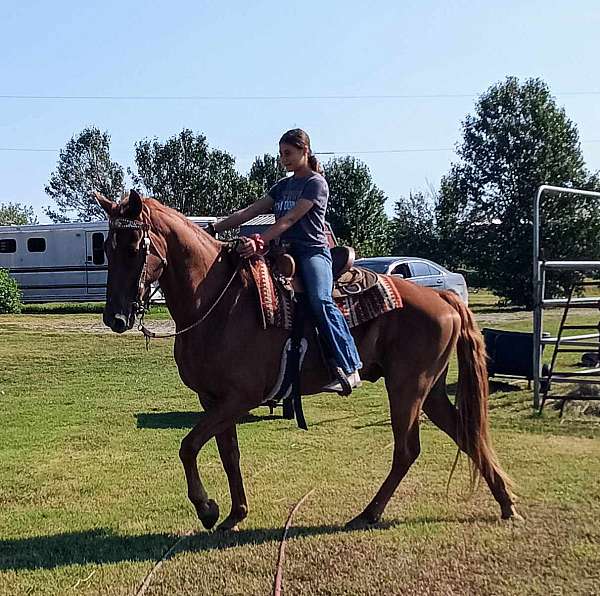 gaited-tennessee-walking-horse