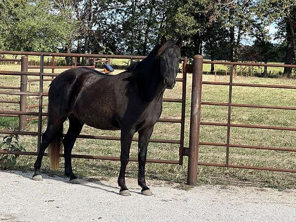 pony-black-connemara-pony