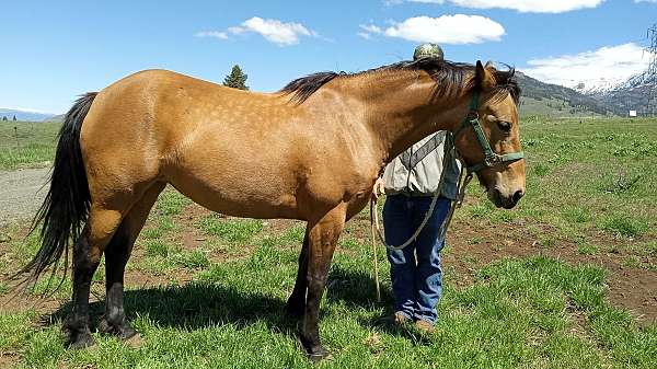 mustang-mare