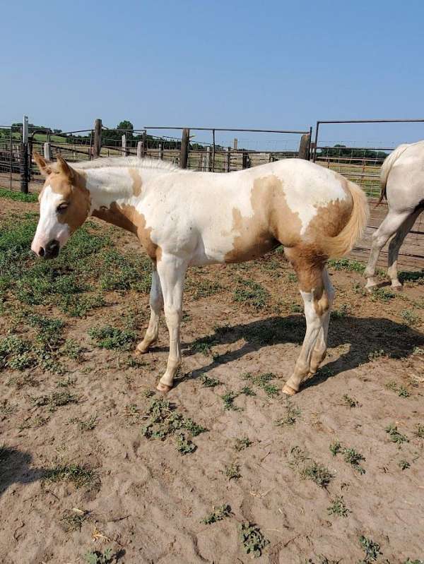 black-palomino-paint-filly