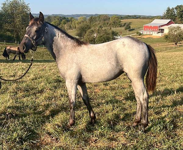 blue-roan-all-around-horse