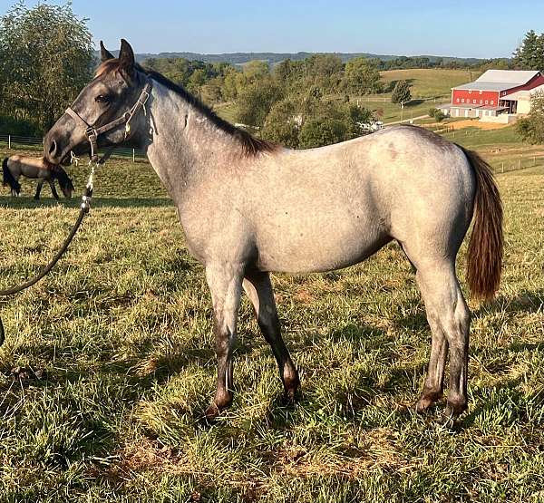 blue-roan-breeding-horse