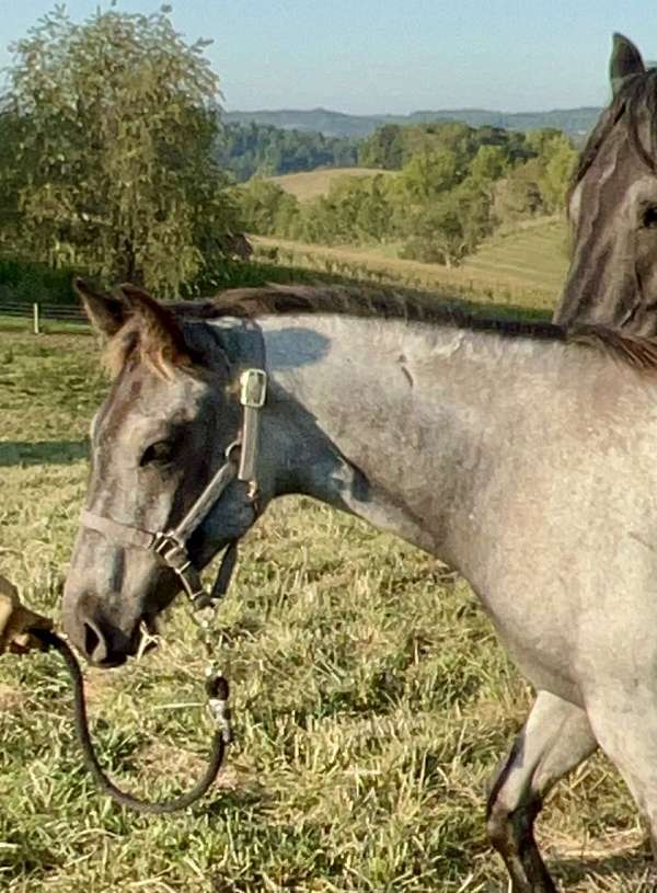 blue-roan-companion-horse