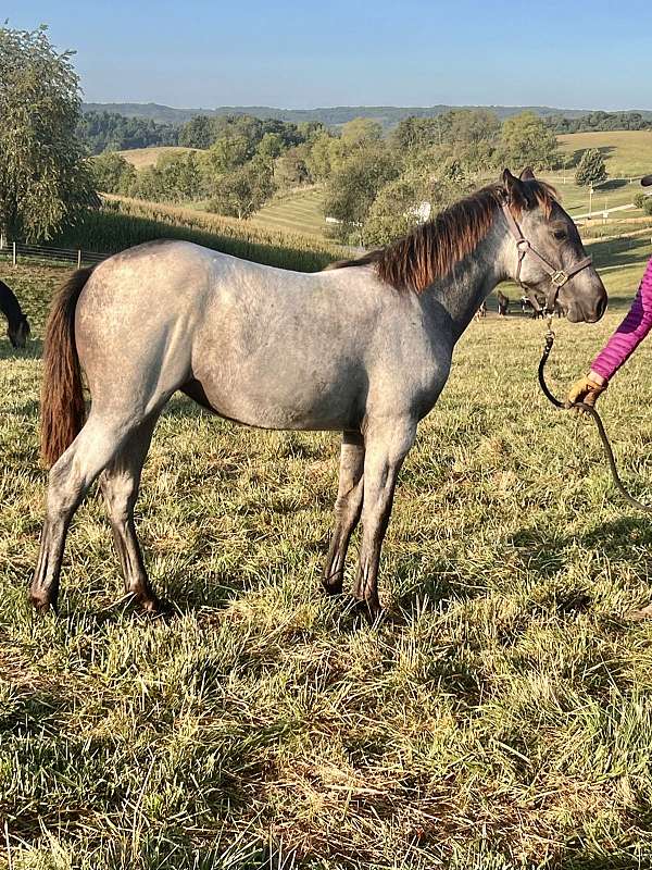 blue-roan-cross-horse