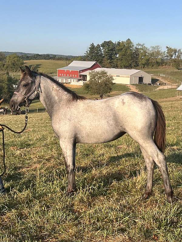 blue-roan-draft-horse