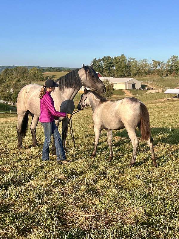 blue-roan-foundation-horse