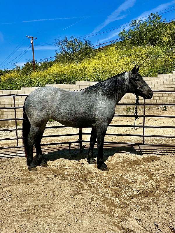 blue-roan-flashy-horse