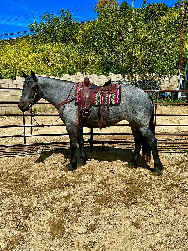 blue-roan-homozygous-horse