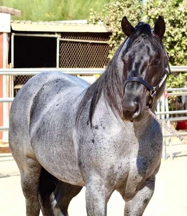 blue-roan-homozygous-black-horse