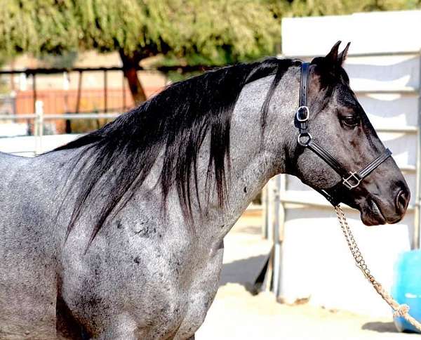 blue-roan-project-horse