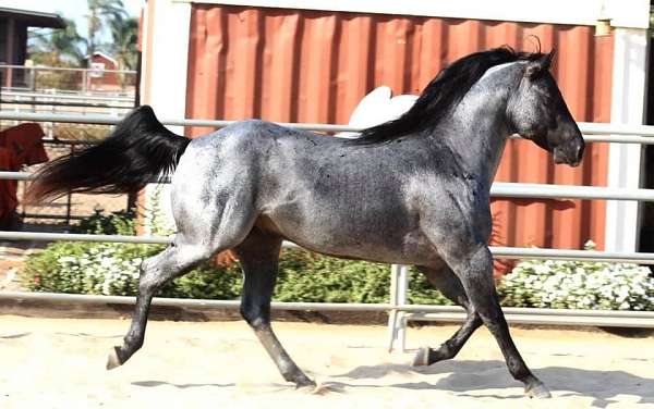 blue-roan-ranch-horse