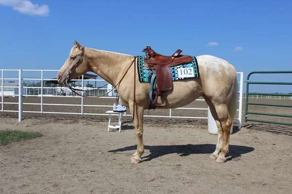 champagne-register-of-merit-horse