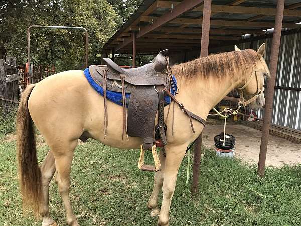 champagne-gelding-weanling-for-sale