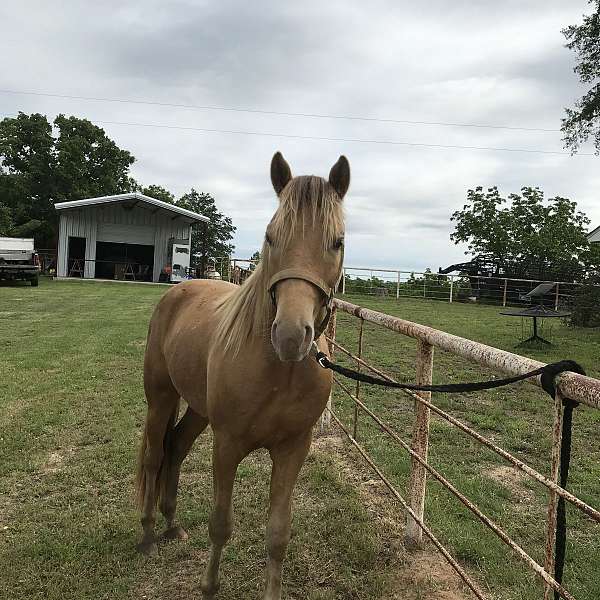 champagne-gelding-weanling