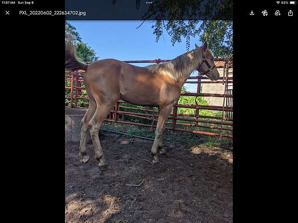 lh-pastern-horse