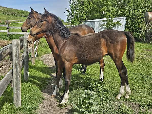 3-white-socks-star-snip-horse