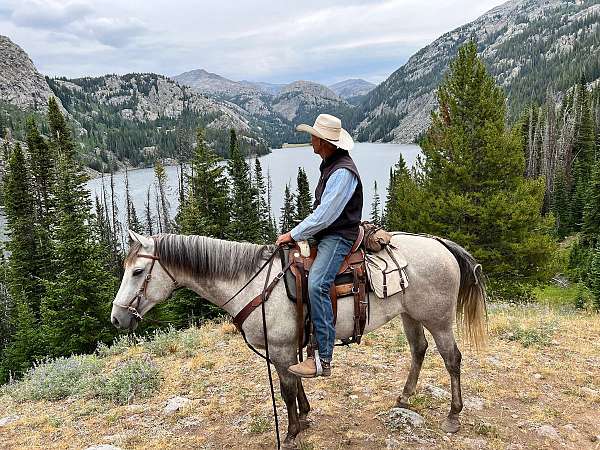 husband-safe-quarter-horse