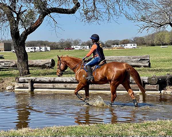 gelding