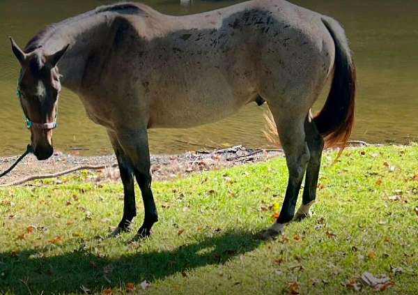 quarter-horse-gelding