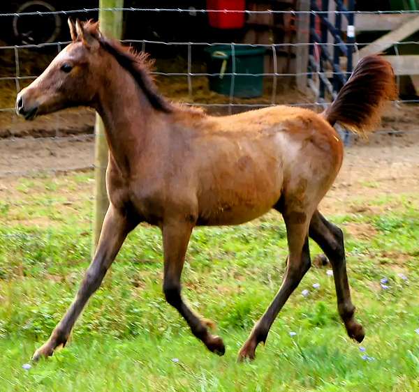 arabian-colt