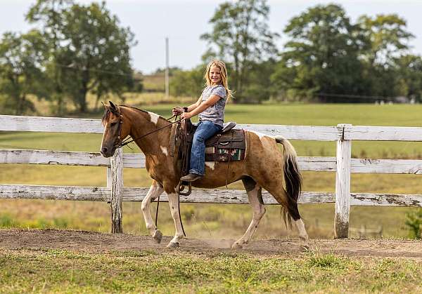 all-around-quarter-pony