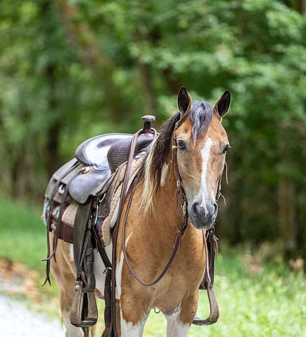 beginner-quarter-pony