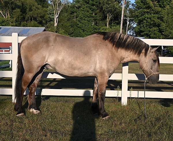 ranch-work-quarter-pony