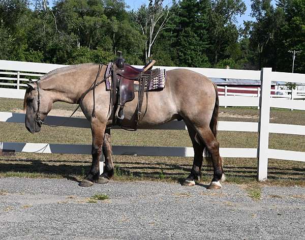 all-around-quarter-pony