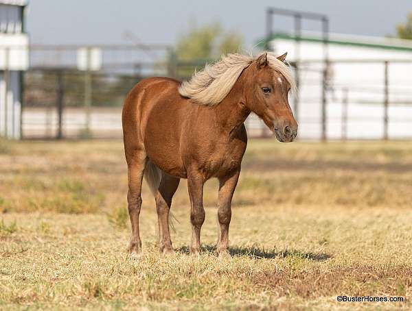 chestnut-star-pony