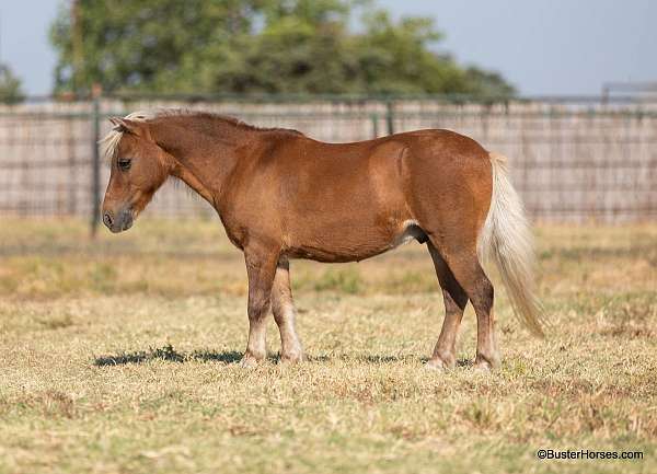 all-around-pony