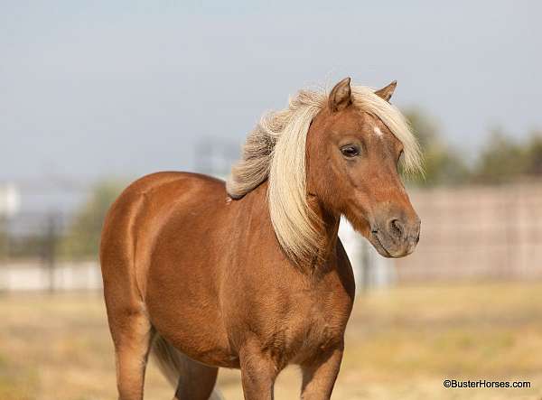 ranch-versatility-pony