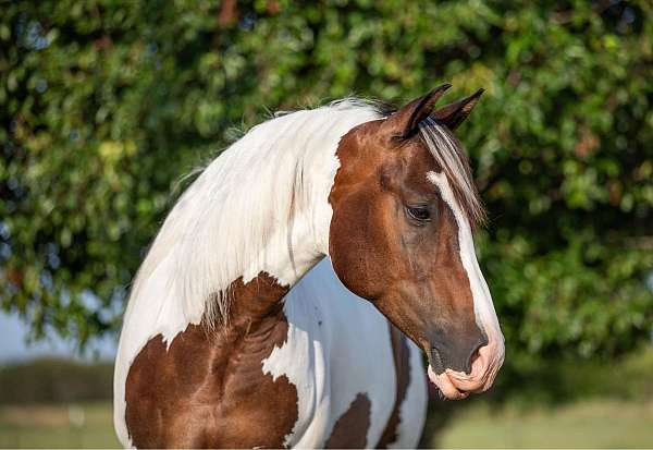 chestnut-star-pony