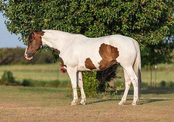 quarter-pony