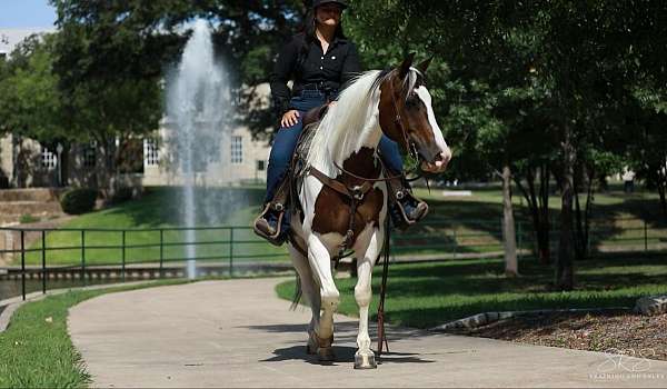 ranch-versatility-pony