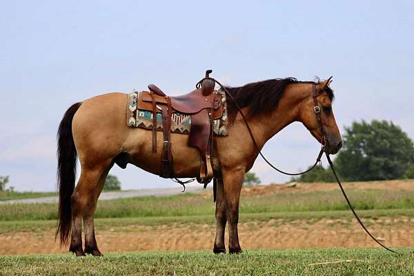 buckskin-none-horse