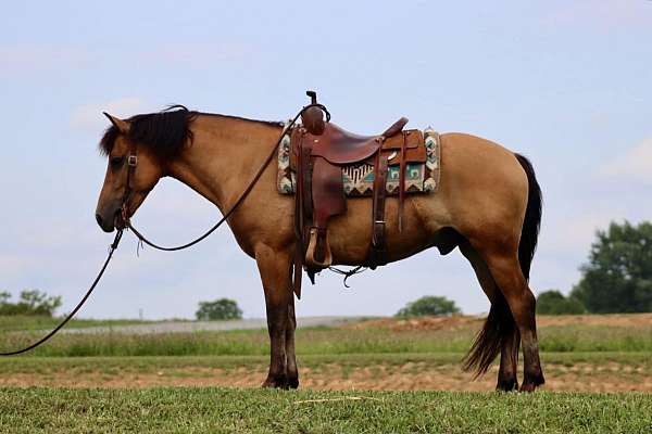 ranch-work-quarter-horse