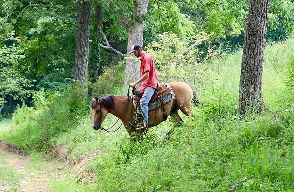 all-around-quarter-horse