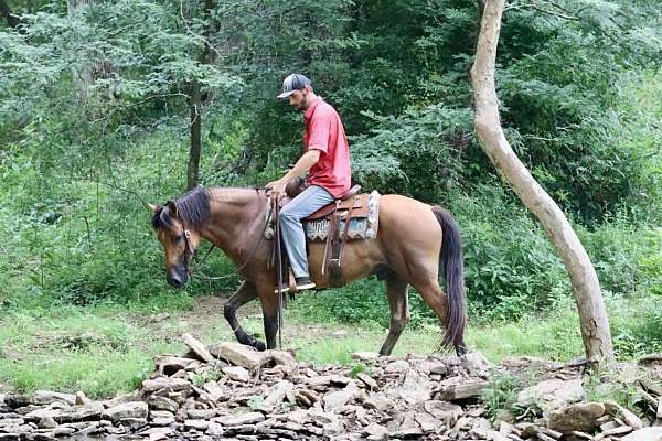 beginner-quarter-horse