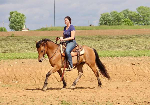 trail-quarter-horse