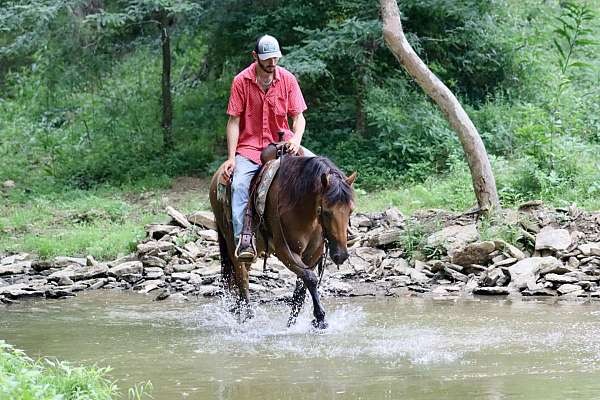 flashy-quarter-horse