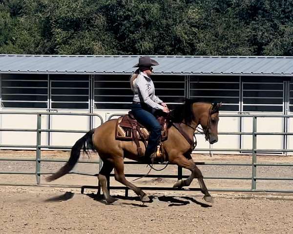 husband-safe-quarter-horse