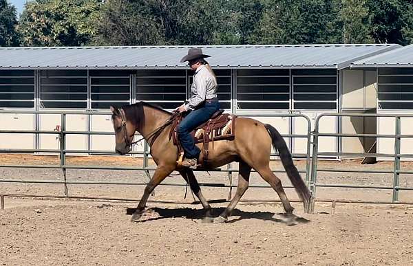 kid-safe-quarter-horse