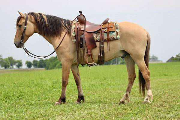 buckskin-none-horse