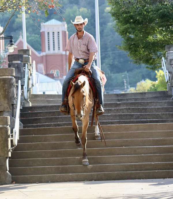 ranch-work-quarter-horse