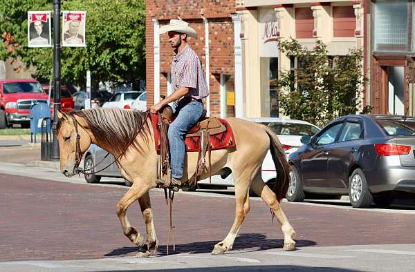 trail-quarter-horse